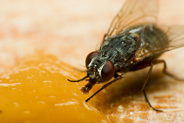 fly stuck in honey