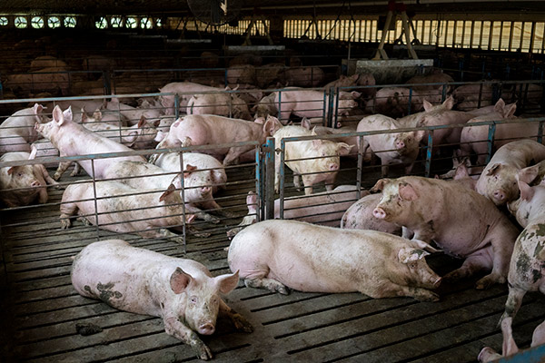 pigs in a barn