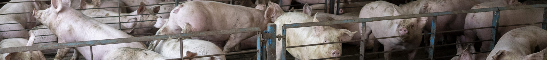 pigs in a barn