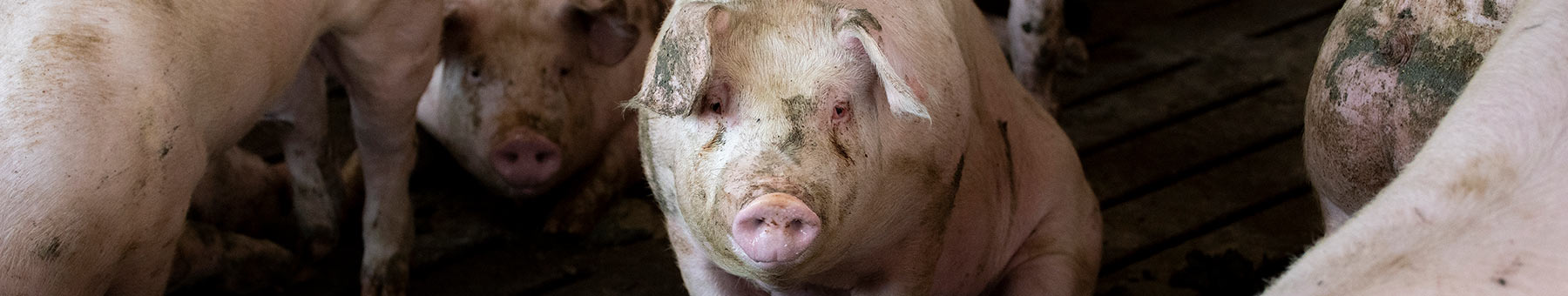 pigs in a barn