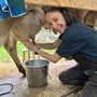 a woman milking a cow