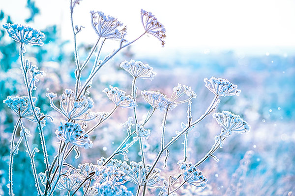 snow covered flowers