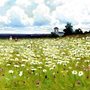 painting of a field of daisies