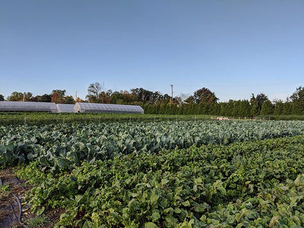 vegetable garden and green houses