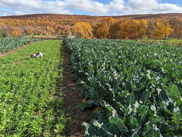 community vegetable garden