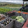 a tractor hauling a trailer full of vegetables