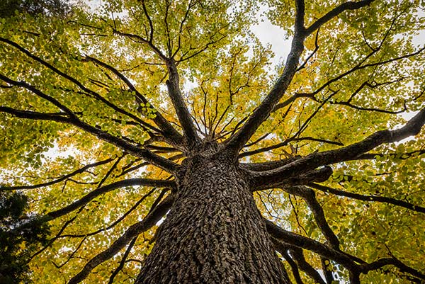 trunk of a huge elm tree covered in yellow leaves