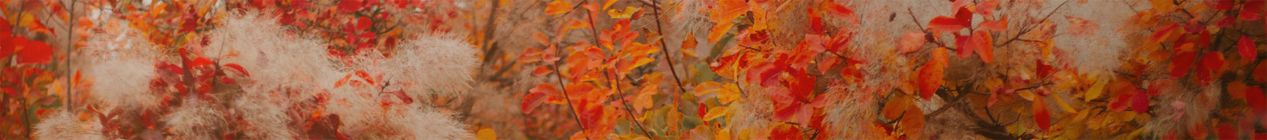 leaf covered background