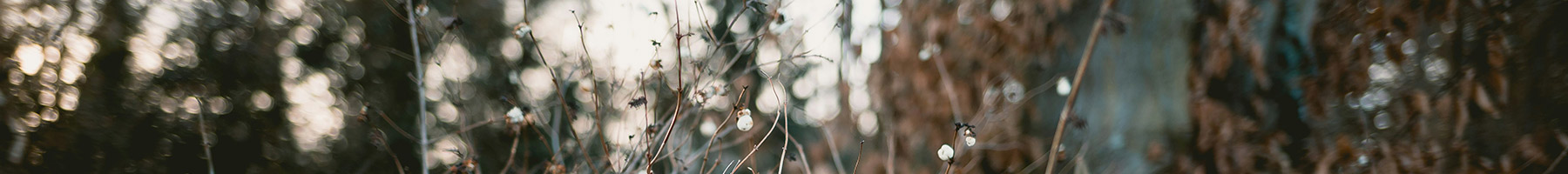 withered bushes by a road