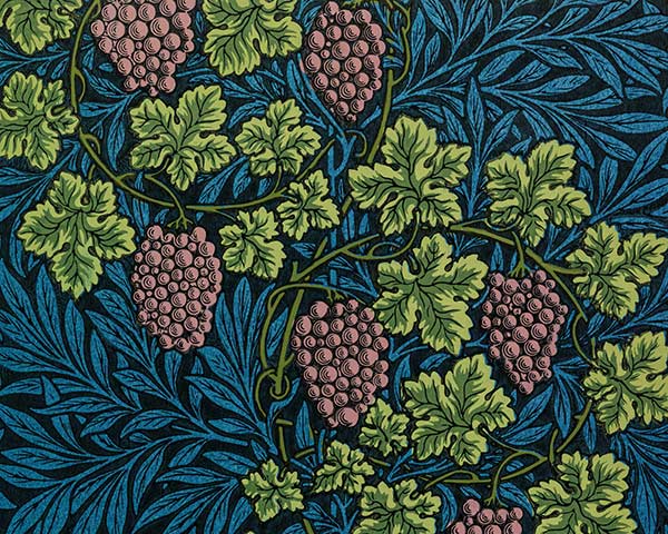 illustration of grapevines