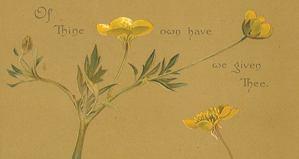 illustration of buttercup flowers