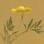illustration of buttercup flowers