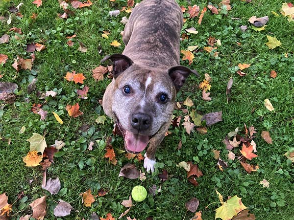 a dog playing in the grass