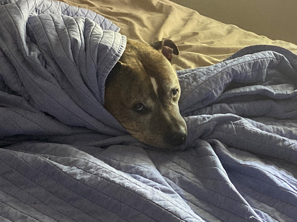 a dog lying on a bed