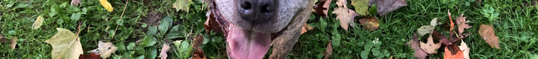 a dog playing in the grass