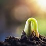 a seedling sprouting from soil