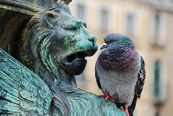 pigeon sitting on a statue of a lion