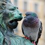 pigeon sitting on a statue of a lion