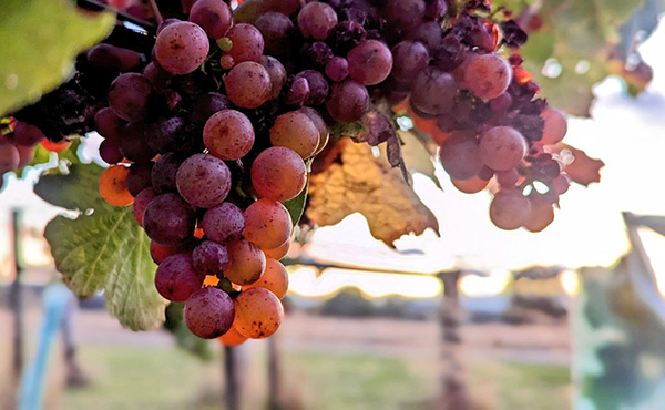 grapes on a vine