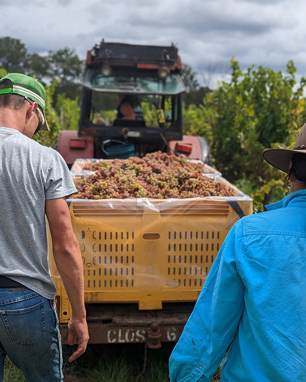 grape harvesters in Australia
