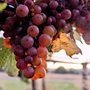 grapes on a vine
