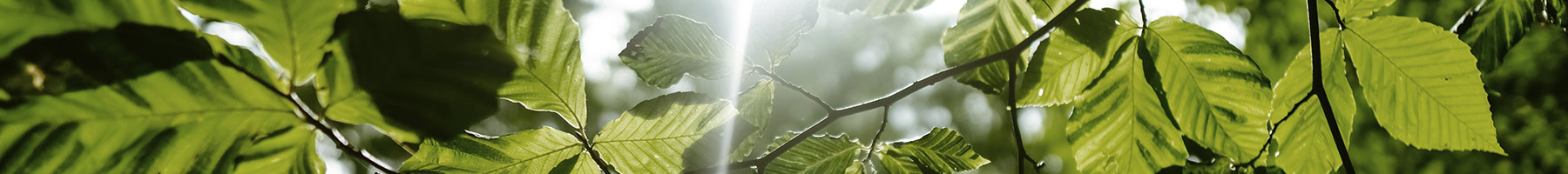sun shining through tree leaves