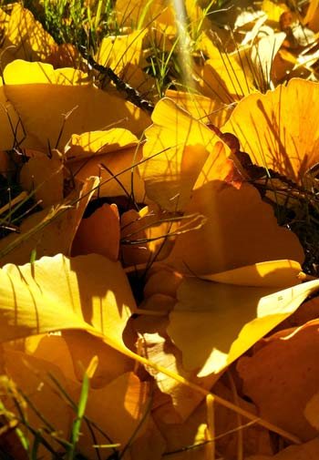 Yellow Ginko leaves in the sun