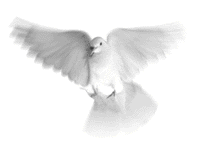 white dove flying