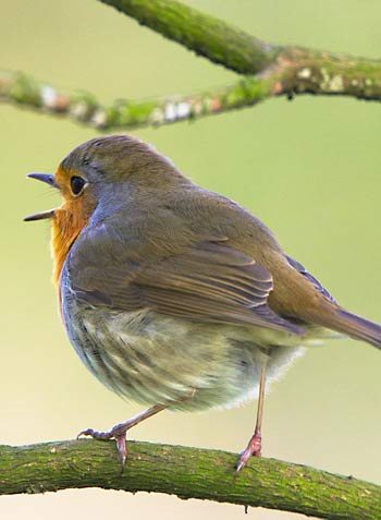 An English robin singing on a branch