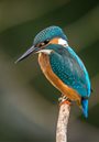 orange and blue kingfisher on a brown twig against a blurry green background