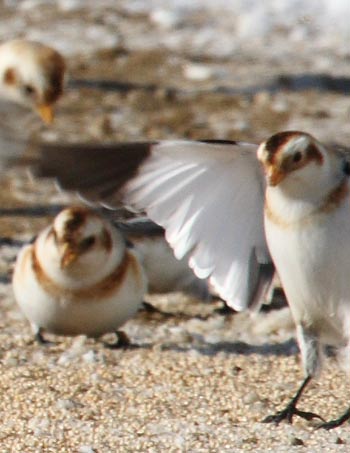 Snow Bunting, (Plectrophenax nivalis), feeding on millet, Cap Tourmente National Wildlife Area, Quebec, Canada/Cephas