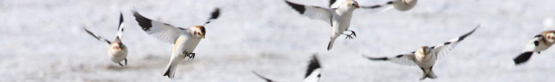 Snow Bunting, (Plectrophenax nivalis), feeding on millet, Cap Tourmente National Wildlife Area, Quebec, Canada/Cephas