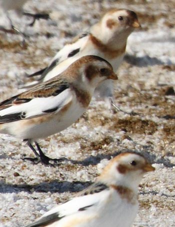 Snow Bunting, (Plectrophenax nivalis), feeding on millet, Cap Tourmente National Wildlife Area, Quebec, Canada/Cephas