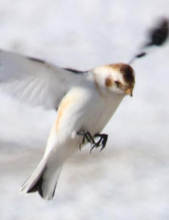 Snow Bunting, (Plectrophenax nivalis), feeding on millet, Cap Tourmente National Wildlife Area, Quebec, Canada/Cephas