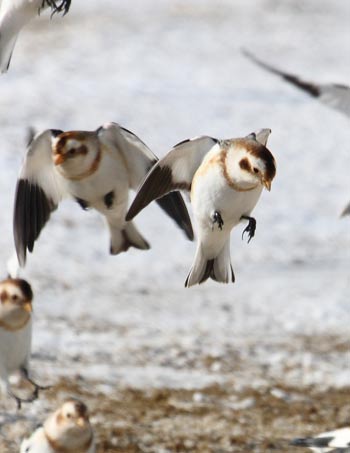 Snow Bunting, (Plectrophenax nivalis), feeding on millet, Cap Tourmente National Wildlife Area, Quebec, Canada/Cephas
