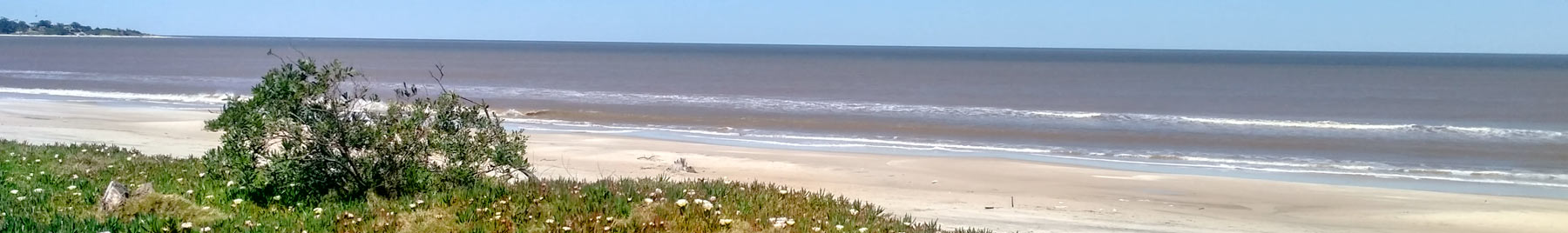 beachflowers268hero