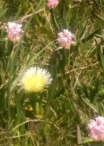 beachflowersListing2