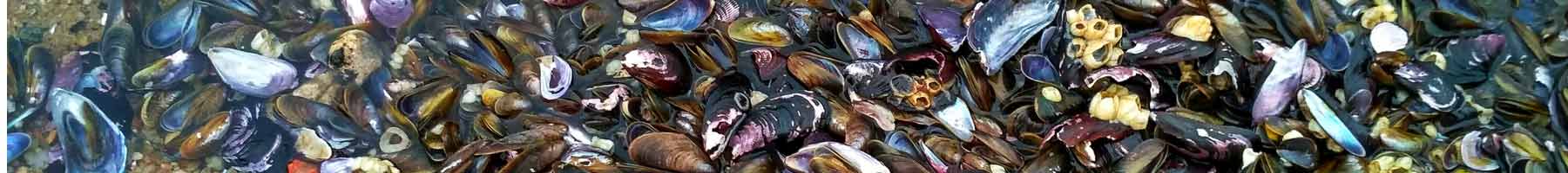 Shells seen from the Rambla of Montevideo Uruguay