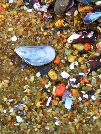 Shells seen from the Rambla of Montevideo Uruguay
