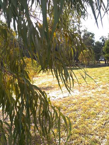 eucalyptus en el viento