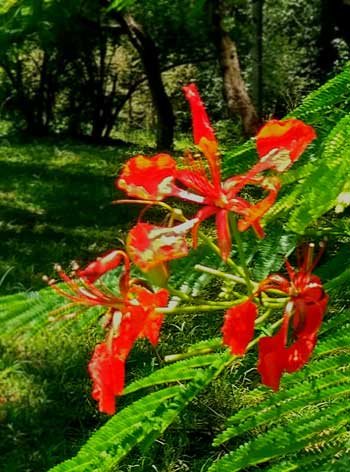 Uruguay Flowers