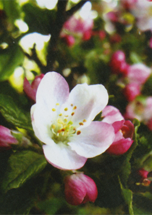 apple blossom