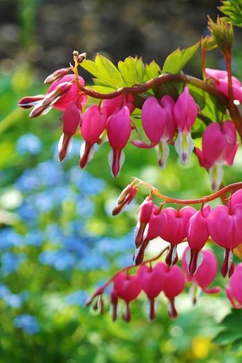 Bleeding heart flowers against a backdrop of forget-me-nots