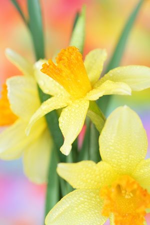 yellow daffodils on colorful background