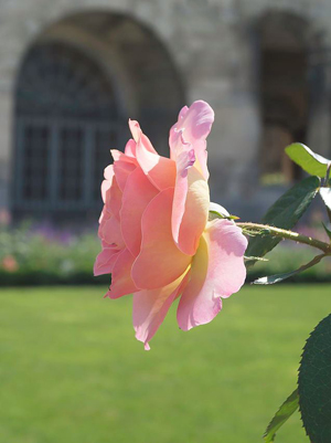 pink rose