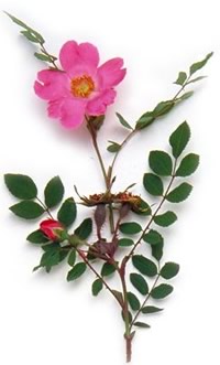wild pink rose