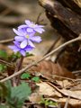 hepatica flowers