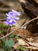 hepatica flowers