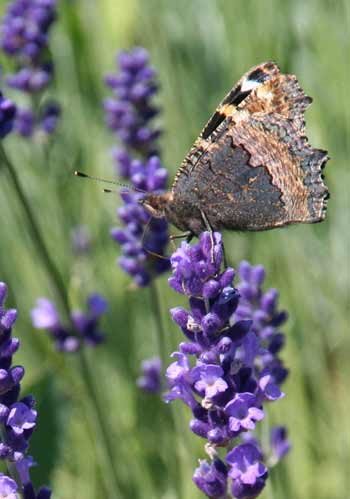 Brown and gray moth on lavender flowers