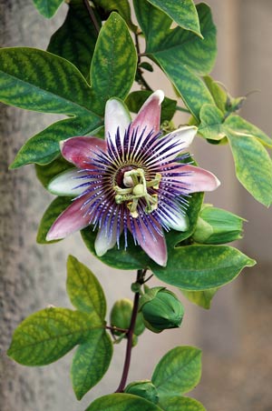 passion flower on a vine